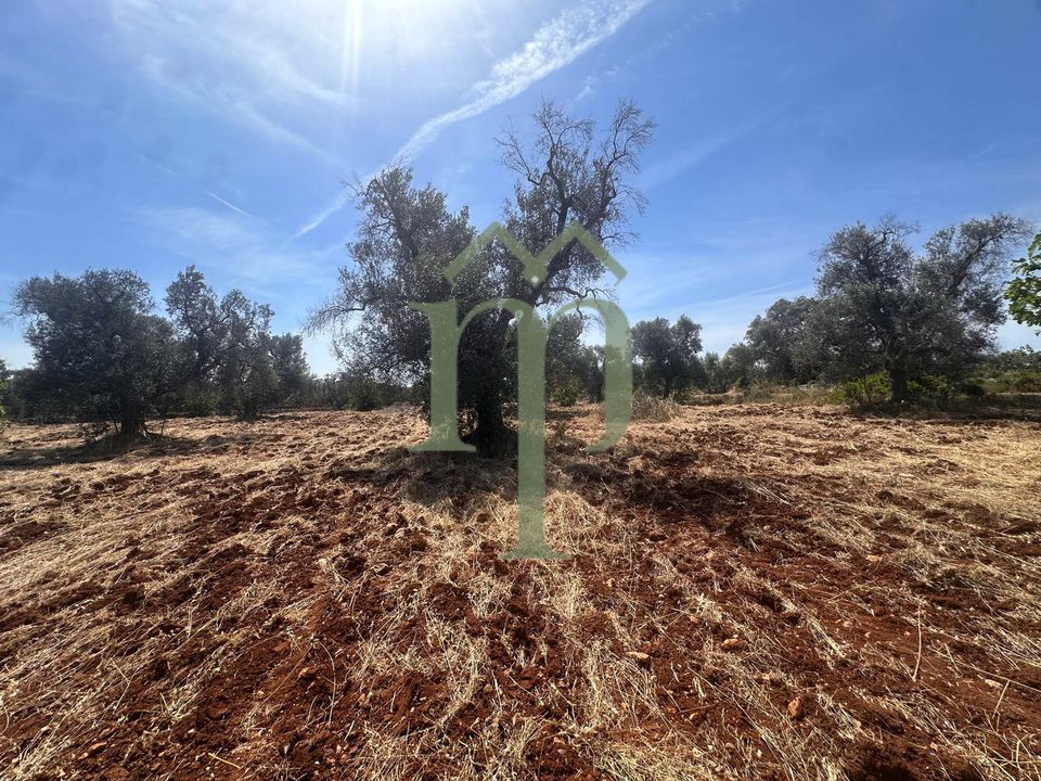 Helårsgrund i Carovigno, Brindisi - foto 4